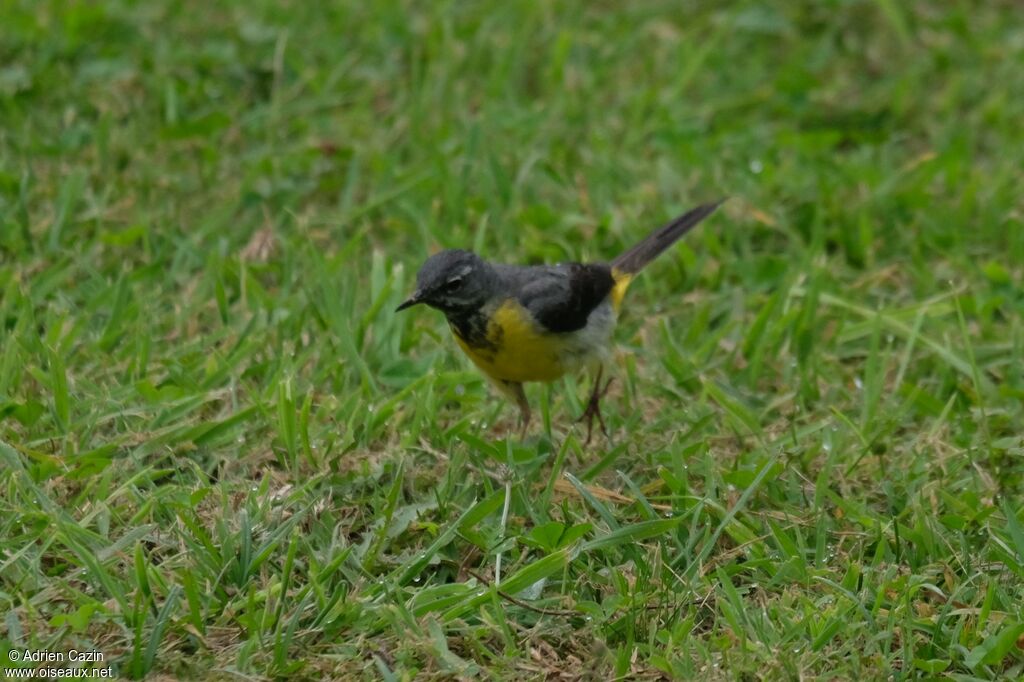 Grey Wagtail male