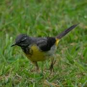 Grey Wagtail