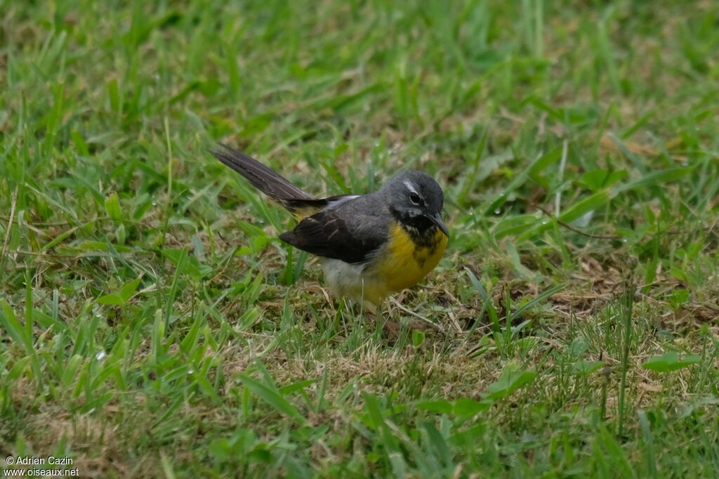 Grey Wagtail male, identification