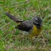 Grey Wagtail