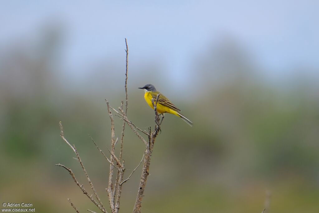 Western Yellow Wagtailadult breeding