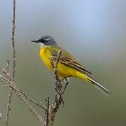 Western Yellow Wagtail