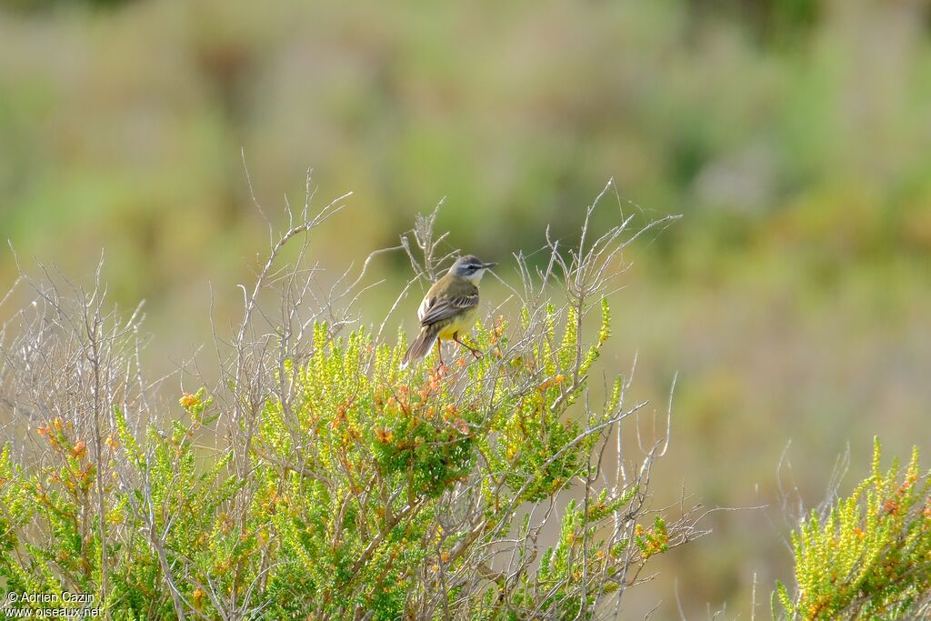 Western Yellow Wagtailadult breeding