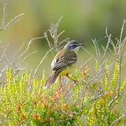 Western Yellow Wagtail