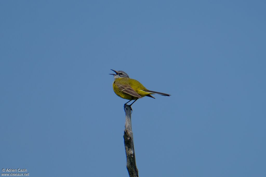 Western Yellow Wagtailadult, song