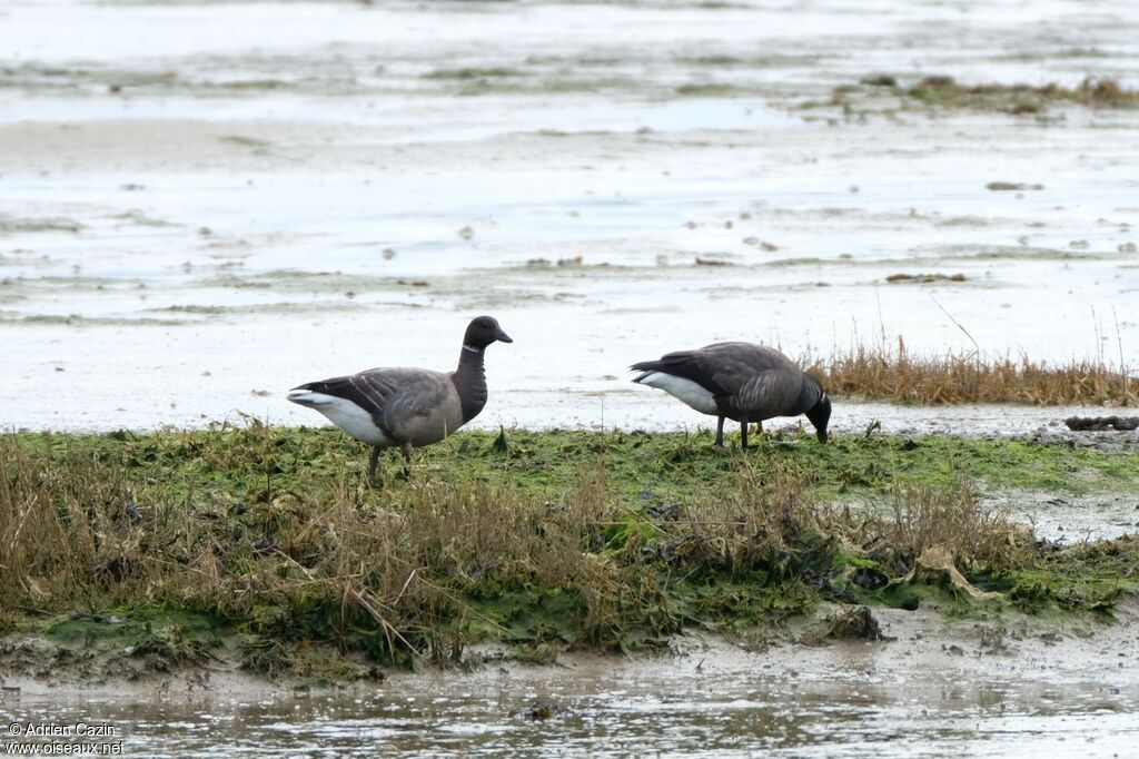 Brant Goose