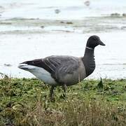 Brant Goose