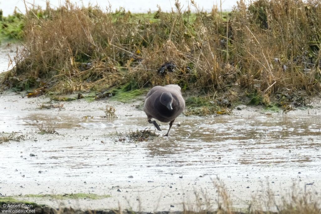 Brant Goose