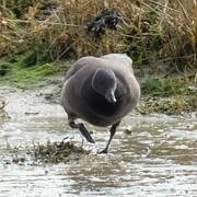 Brant Goose