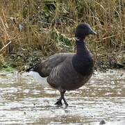 Brant Goose