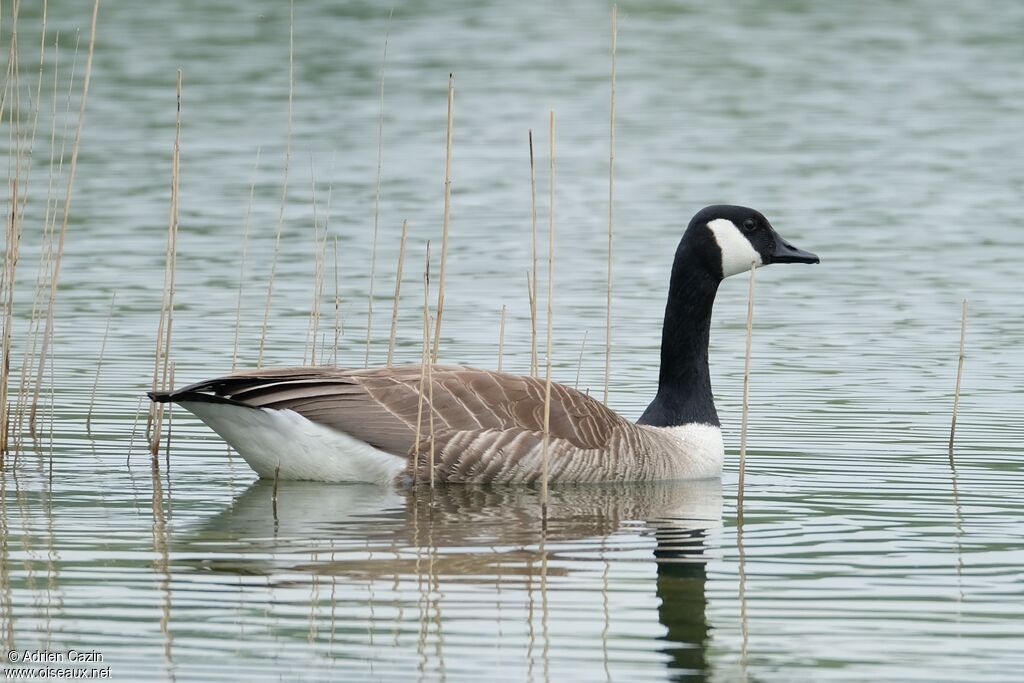 Canada Gooseadult