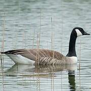 Canada Goose