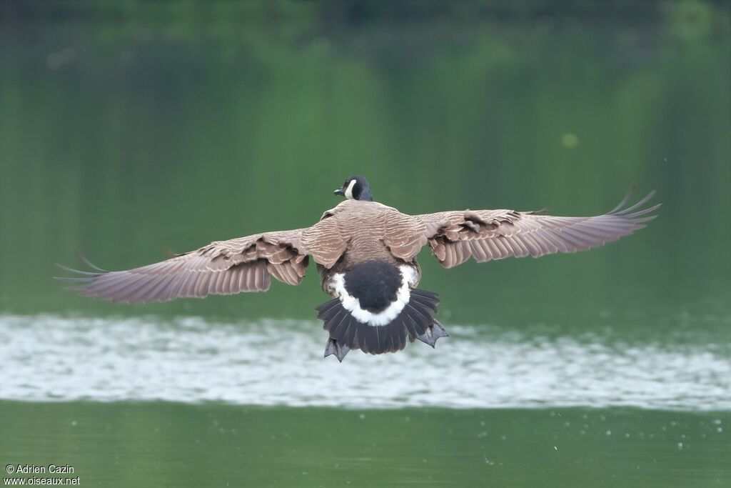 Canada Gooseadult, Flight