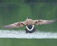 Canada Goose