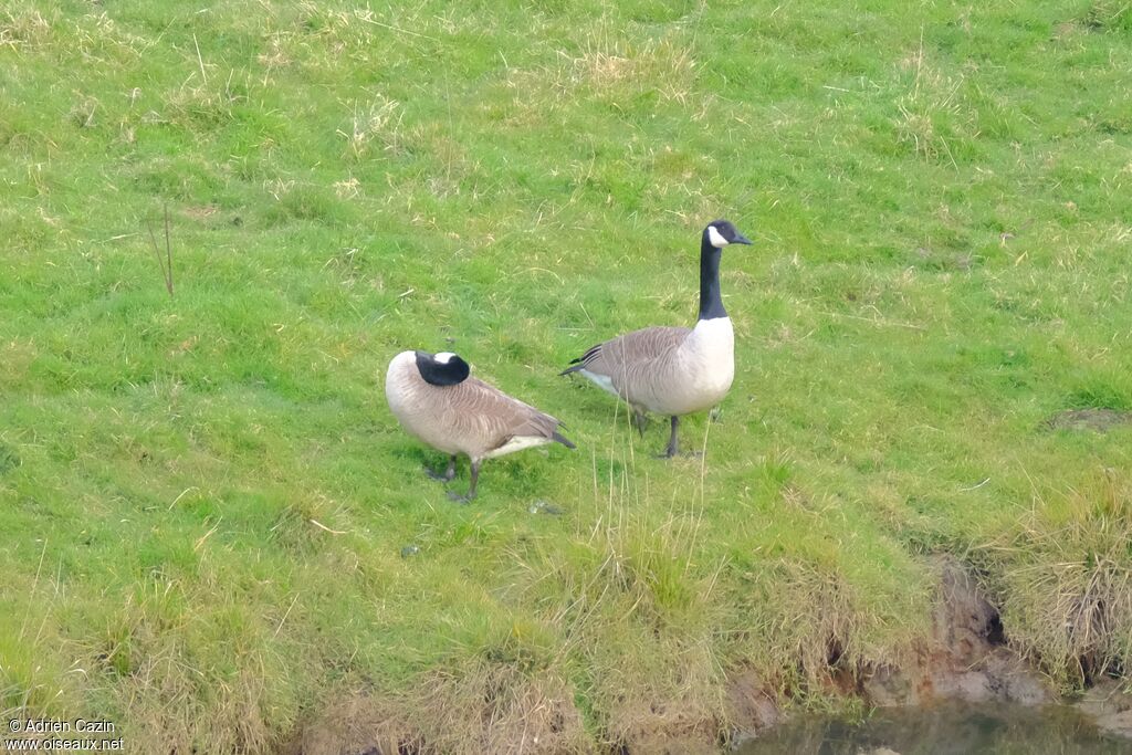 Canada Gooseadult