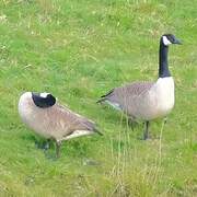 Canada Goose