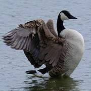 Canada Goose