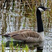 Canada Goose