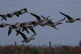 Canada Goose