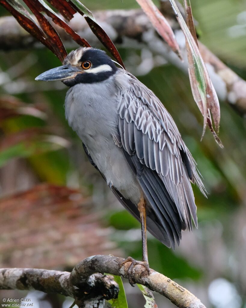 Yellow-crowned Night Heronadult, identification