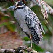 Yellow-crowned Night Heron