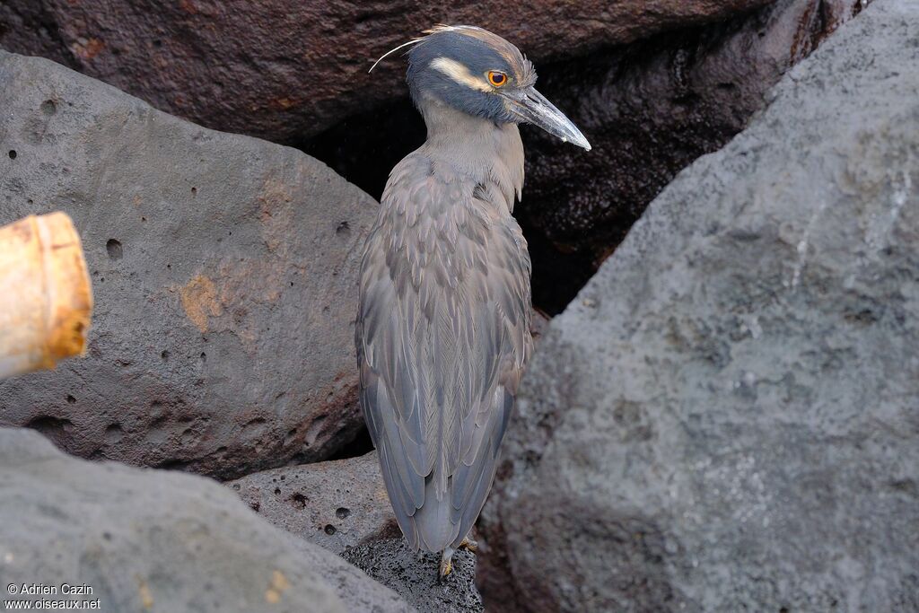 Yellow-crowned Night Heron