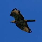 European Honey Buzzard