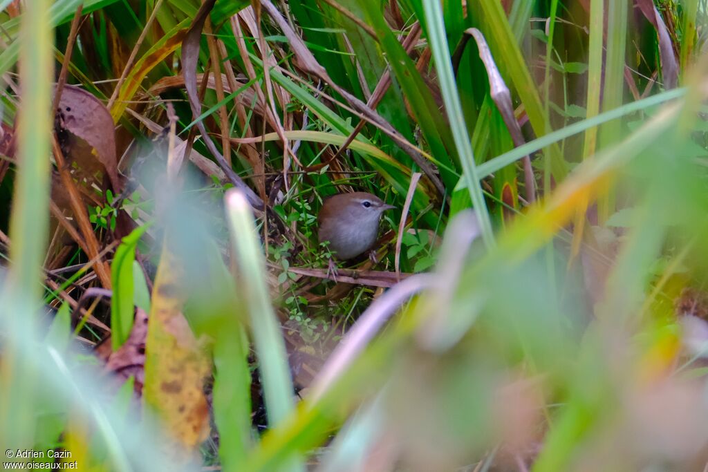 Cetti's Warbleradult