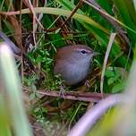 Bouscarle de Cetti