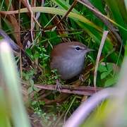 Cetti's Warbler