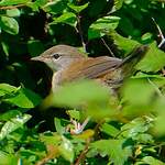 Bouscarle de Cetti