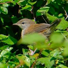 Bouscarle de Cetti