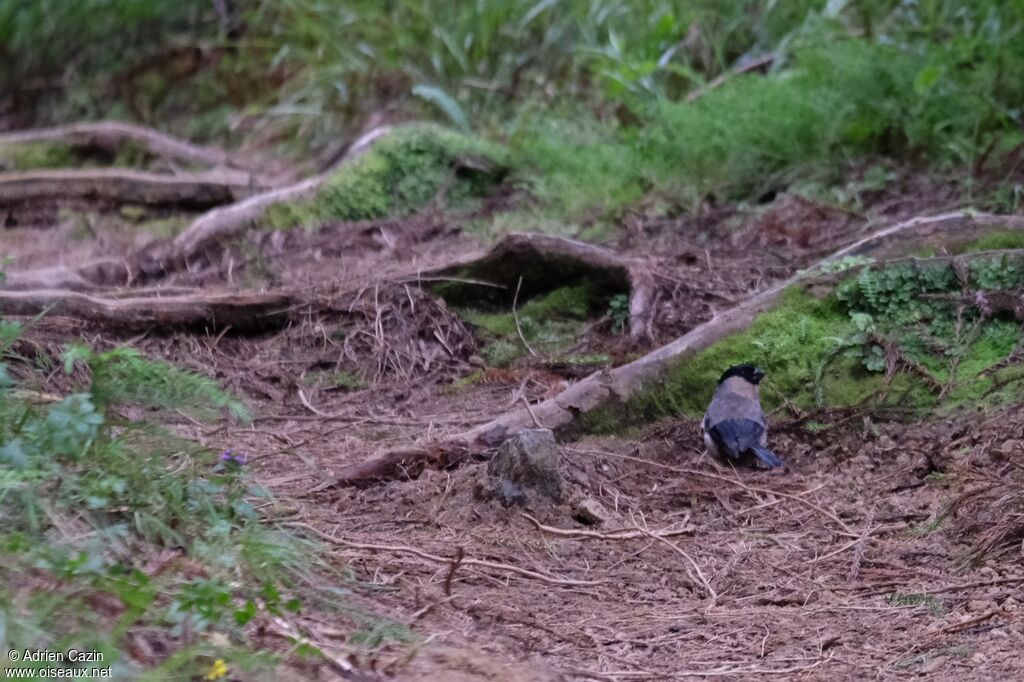 Azores Bullfinchadult