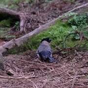 Azores Bullfinch