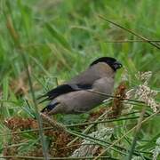 Azores Bullfinch