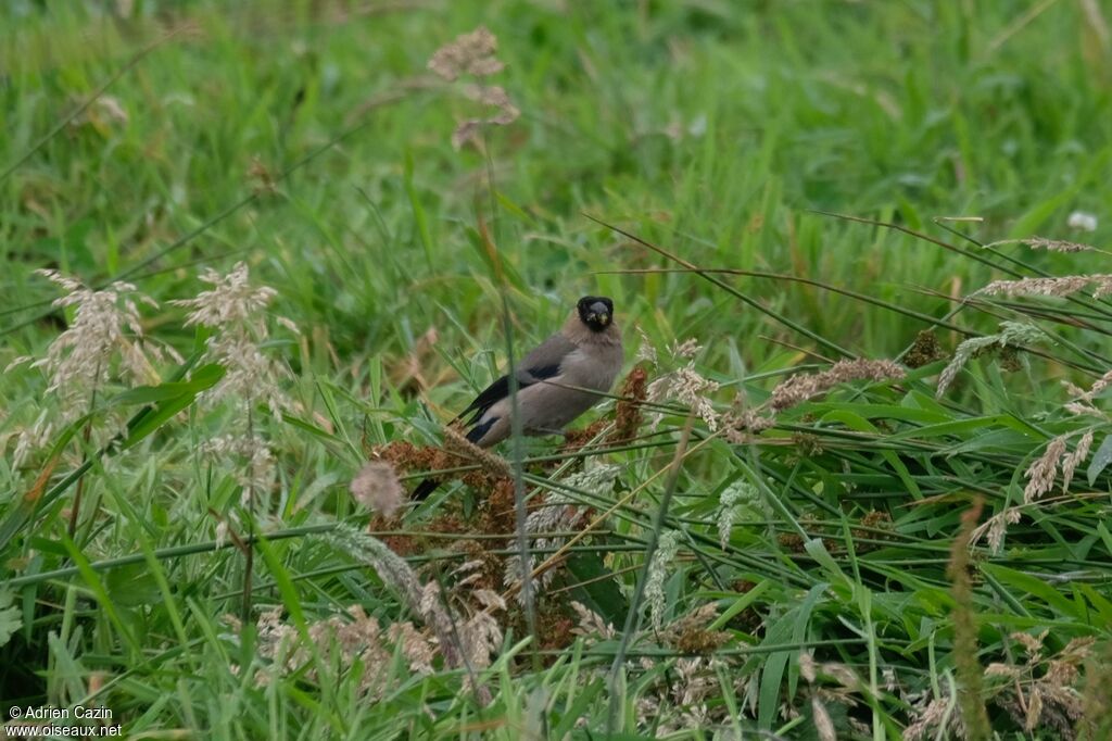 Azores Bullfinchadult, eats