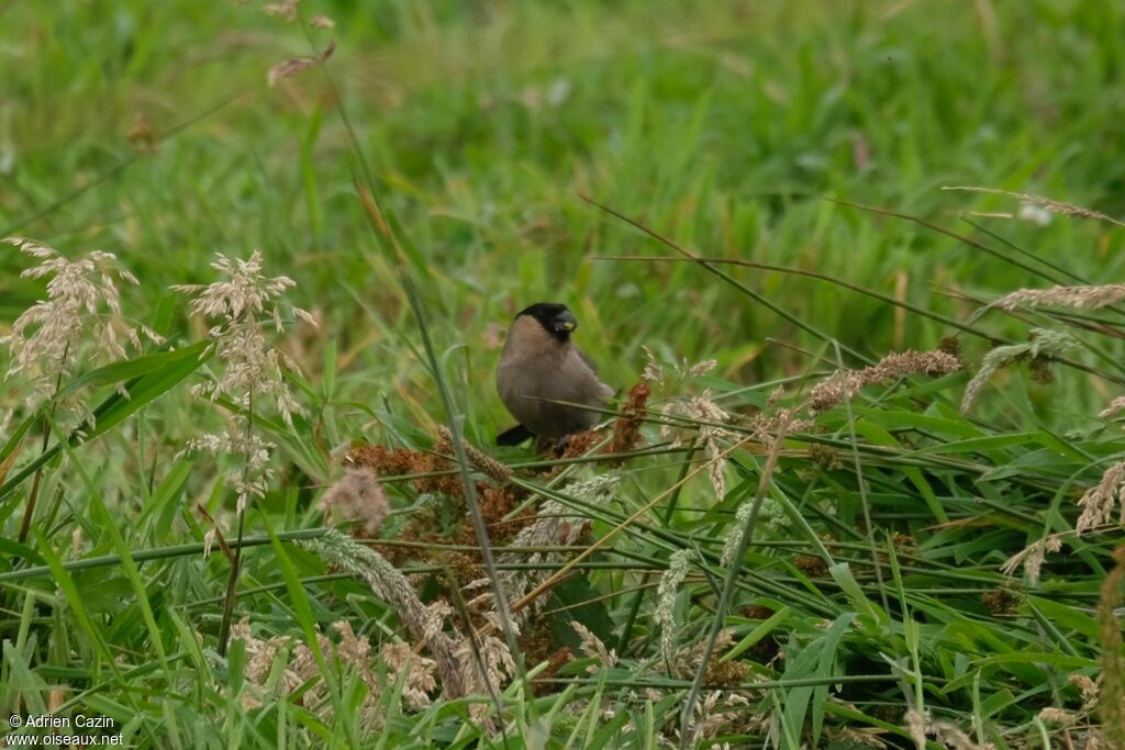 Azores Bullfinchadult, eats