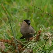 Azores Bullfinch