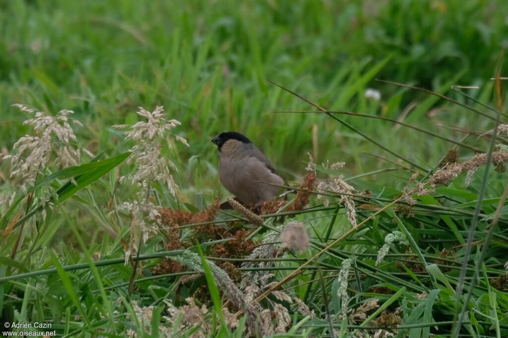 Bouvreuil des Açoresadulte, mange