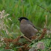 Azores Bullfinch