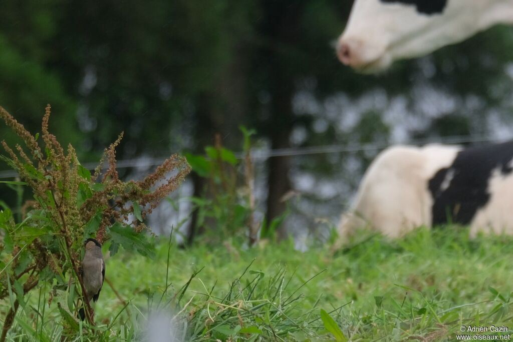 Azores Bullfinchadult, eats