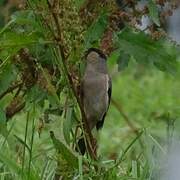 Azores Bullfinch