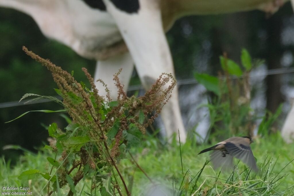 Azores Bullfinchadult, Flight