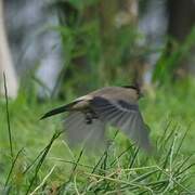 Azores Bullfinch