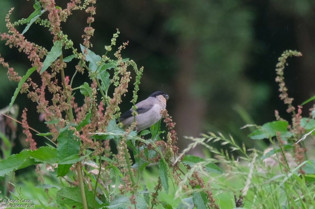 Azores Bullfinchadult