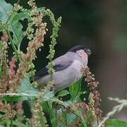 Azores Bullfinch