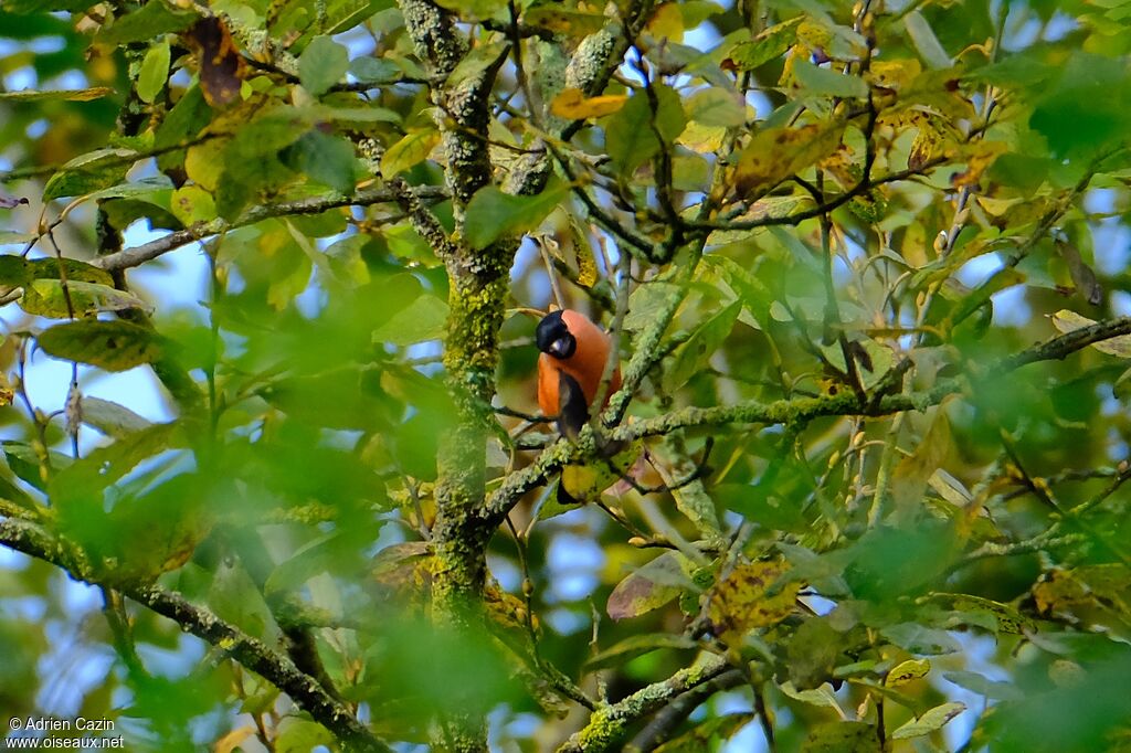 Eurasian Bullfinch male adult