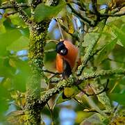 Eurasian Bullfinch