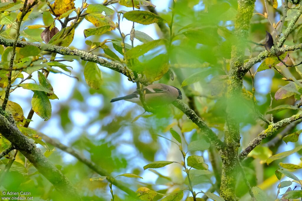 Eurasian Bullfinch female adult