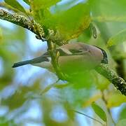 Eurasian Bullfinch